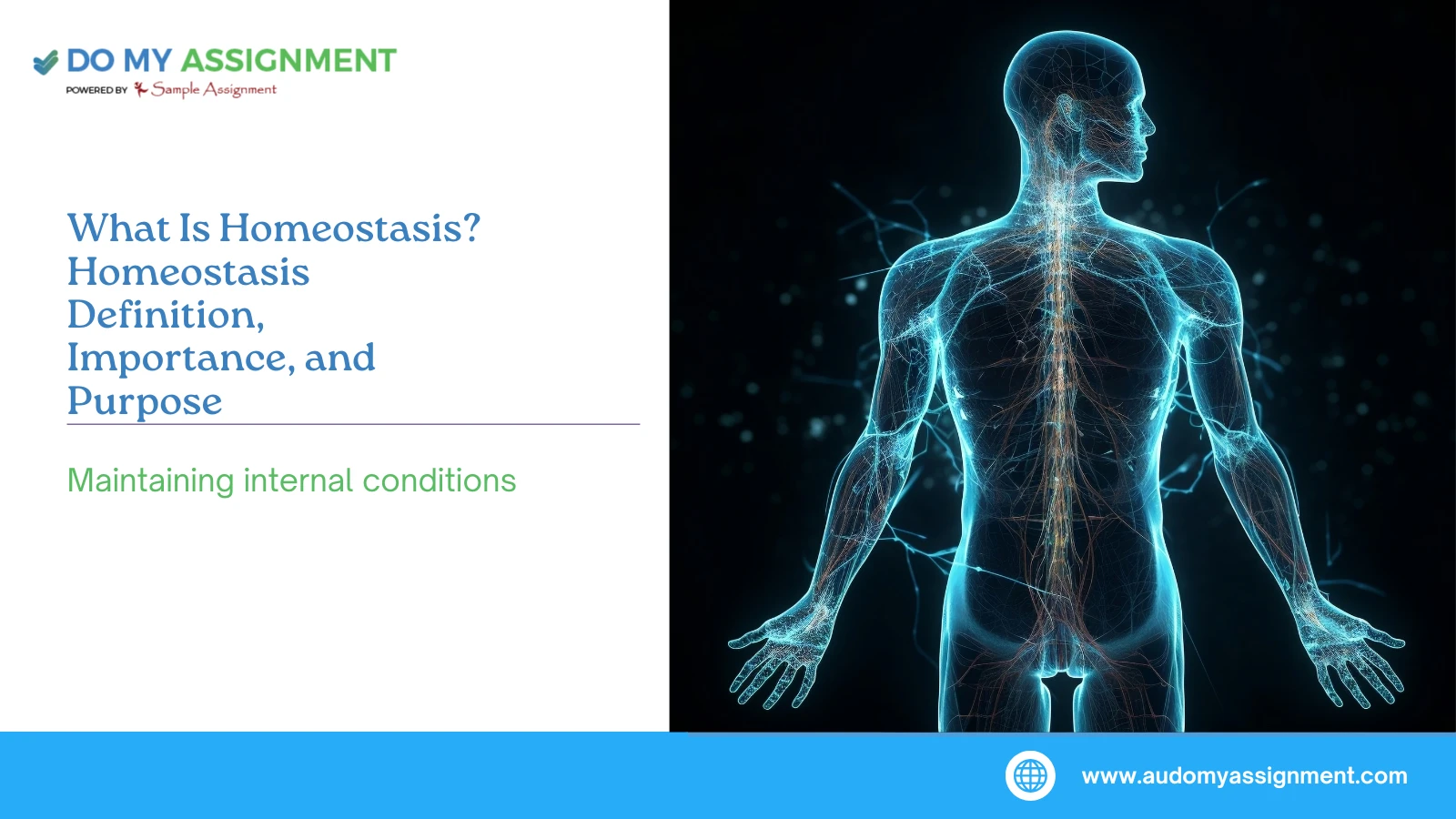 What Is Homeostasis? Homeostasis Definition, Importance, and Purpose